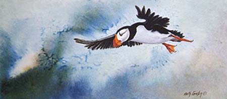 aloft-puffin
