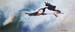 aloft-puffin