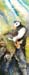 horned-puffin