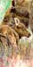 moose-calf
